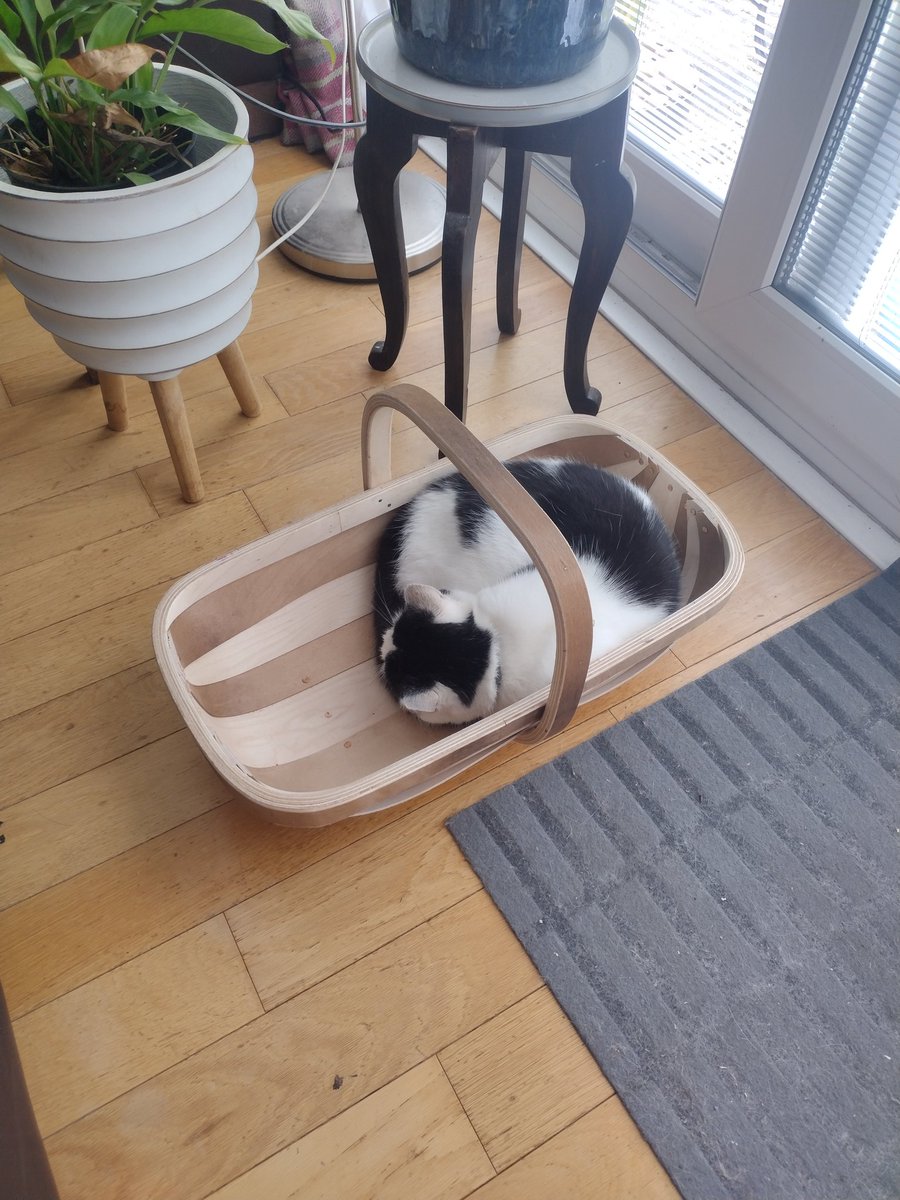 I think I may have lost my trug!! 
Arthur's new favourite place! 😹

#CatsOfTwitter #Cat #blackandwhitecat