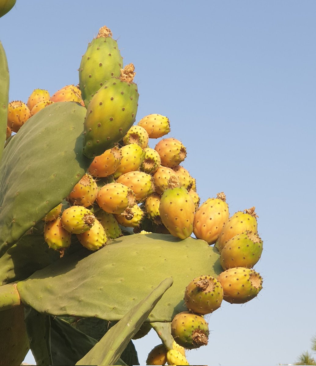 Opuntia ficus-indica