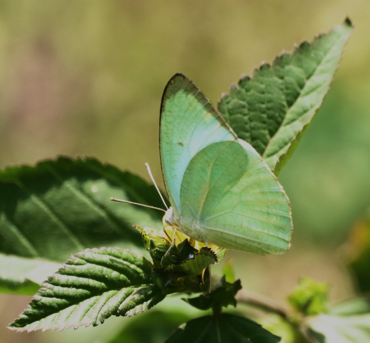 Butterfly.

#titlituesday 
#IndiAves
#IndiAves #bbcwildlife  #indianwildlife #naturephotography