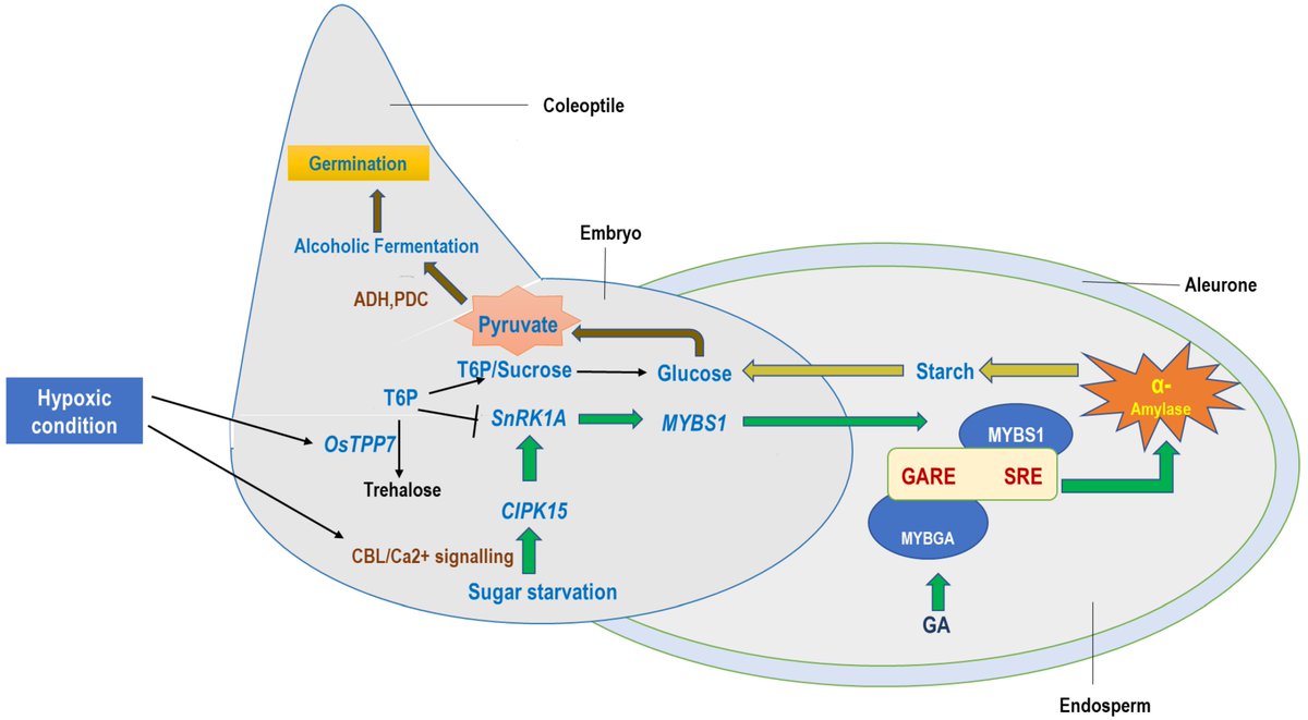 SeedsMdpi's tweet photo. #SeedsMDPI #Review paper: "Molecular  Mechanisms in Understanding Anoxia Tolerance in Rice Seeds under  Submergence and Their Implication in Rice Biotechnology"  by Malay Kumar Adak et al. 
👉 Read the full article: https://t.co/JnPpGofRar
#Rice #seed https://t.co/AjSPwNxQVf