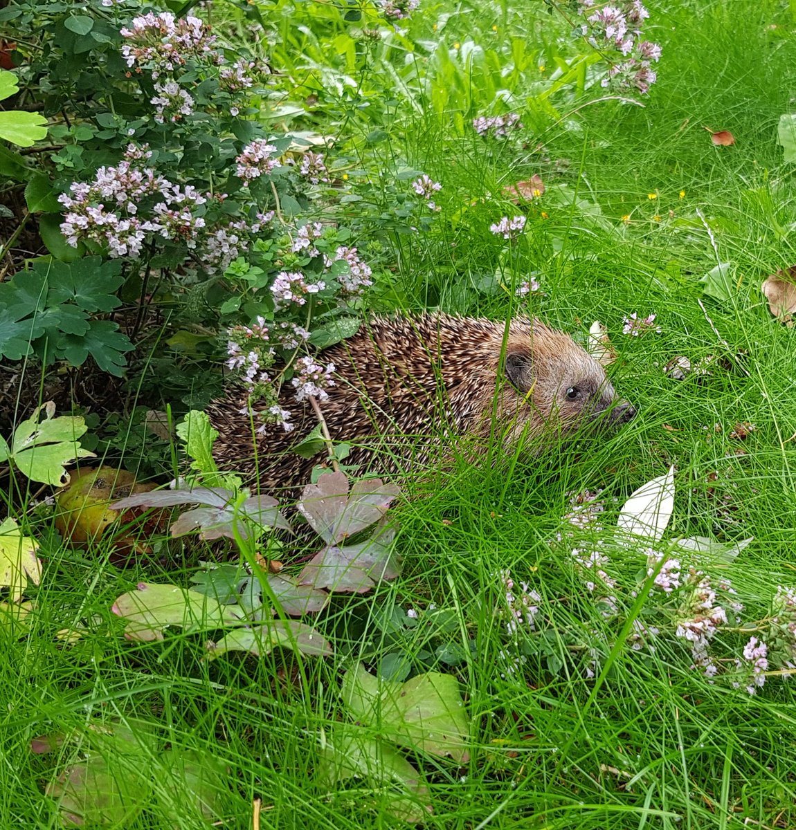 Altijd leuk om bij het ochtendrondje in de tuin een #egel te ontdekken. Met een heg of haag komen ze de tuin wel in. Heeft uw tuin een schutting, zorg dan voor een egelpoortje. #egelsnelweg
natuurmonumenten.nl/kinderen/maak-…