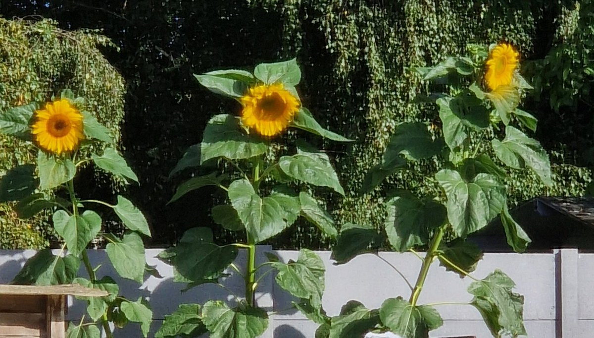 MorganeB3's tweet photo. 🌻 My beautiful sunflowers 🌻 https://t.co/uYfKF8CO8g