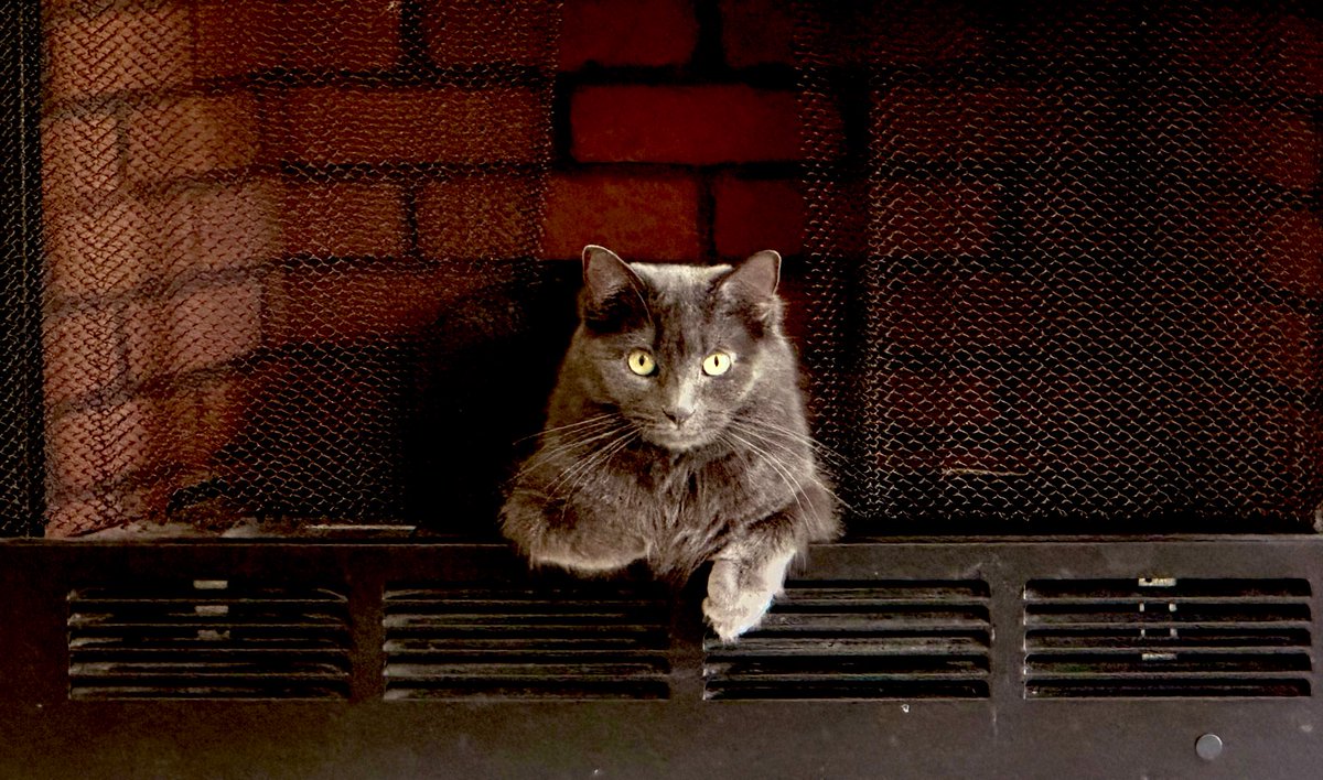 Squad. #catsruleeverythingaroundme #CatsOfTwitter