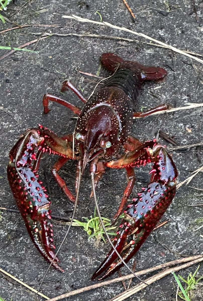 Pieternel Kellenaers tweet media