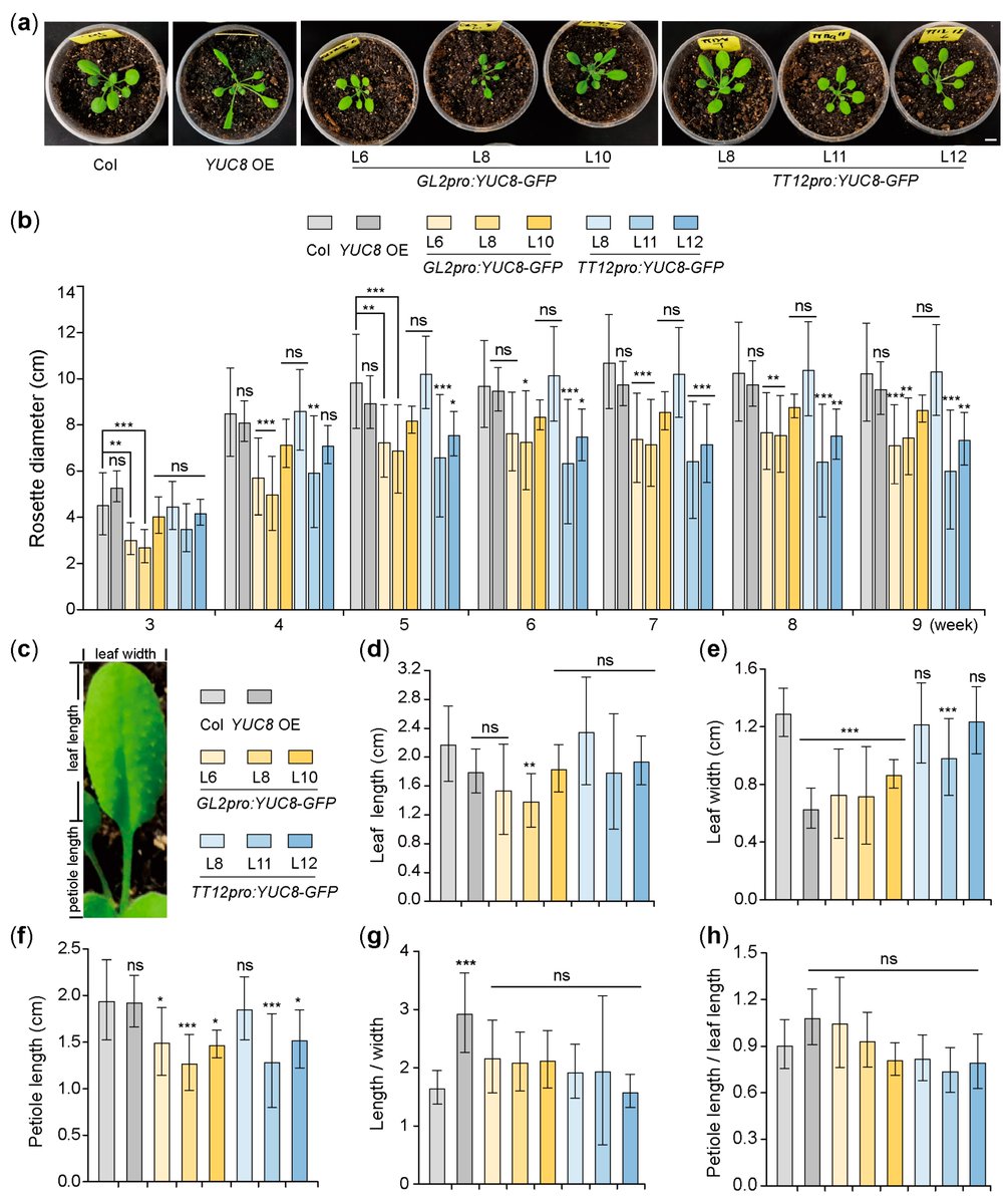 SeedsMdpi's tweet photo. Read this newly published article in #Seeds here: https://t.co/Jsl6l6LaVS
"Ectopic Expression of AtYUC8 Driven by GL2 and TT12 Promoters Affects the Vegetative Growth of Arabidopsis " by Shuzhen Men et al. https://t.co/uASjvX00go
