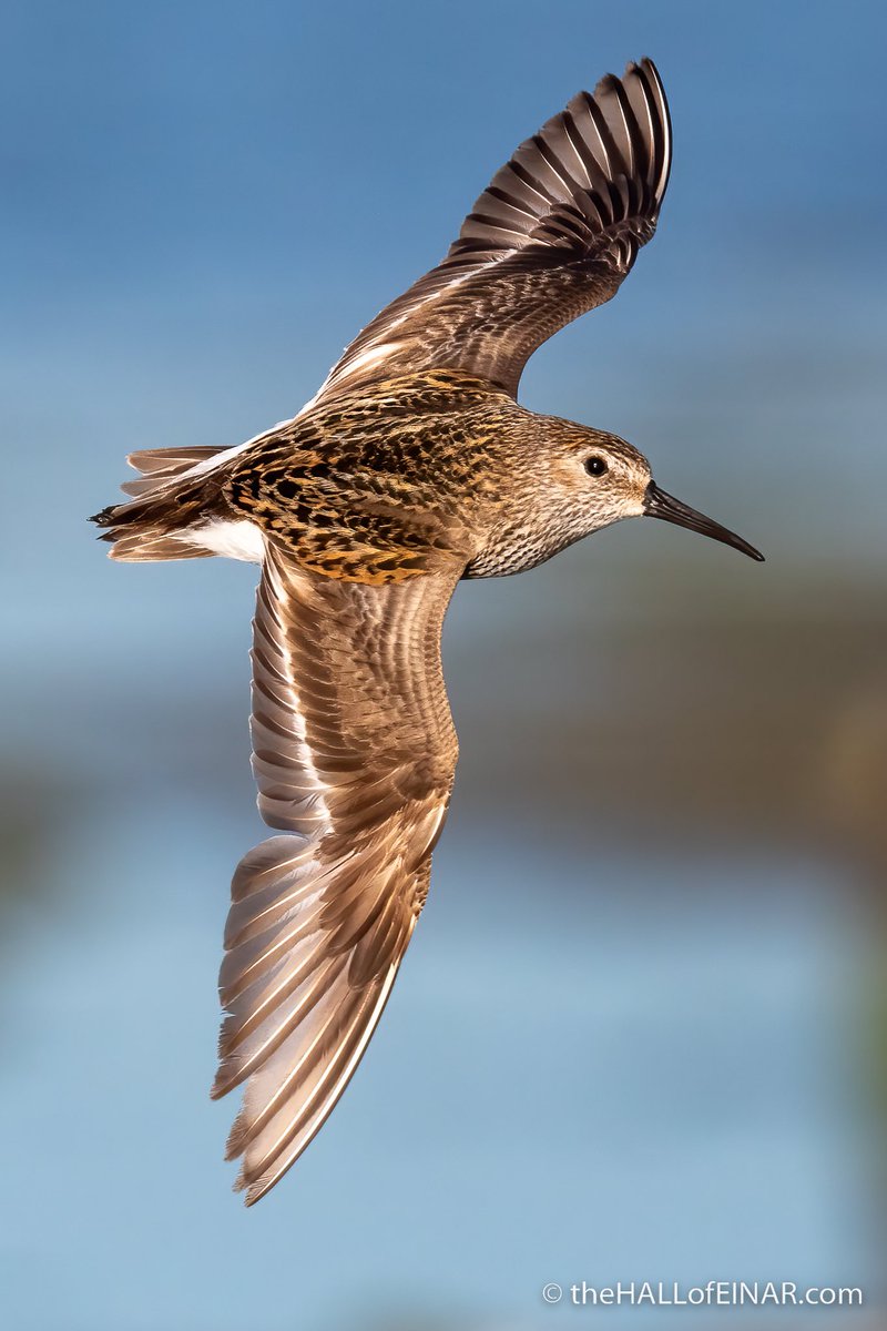 theHALLofEINAR's tweet photo. Dunlin means ‘brown-thing’, which it is, but there’s far more to them than just brown.

More: https://t.co/DqAVV8V5TX https://t.co/g2CnEY0FC8