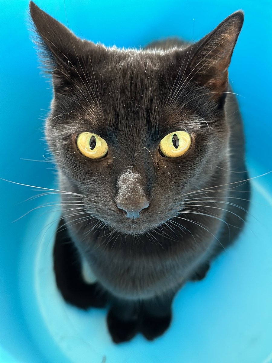 TheCatBabies's tweet photo. Bat: Good job Mum is never truly mad at me because if she was I would be in so much trouble today. I may have been mooching about the bed and talking most of the night. Anyway Lucky Me…. Now I’m playing in this washing basket … have a lovely day friends 🖤🐈‍⬛ https://t.co/y0xfsfkeSj