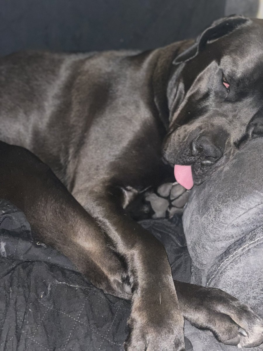 Good morning Derp 🤣❤️