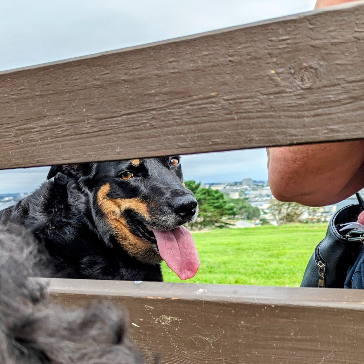 _MollyBear's tweet photo. An epic #TongueOutTuesday shoot! #ModelDogs.
💖🐾👅 https://t.co/6xv0X1Q5UA