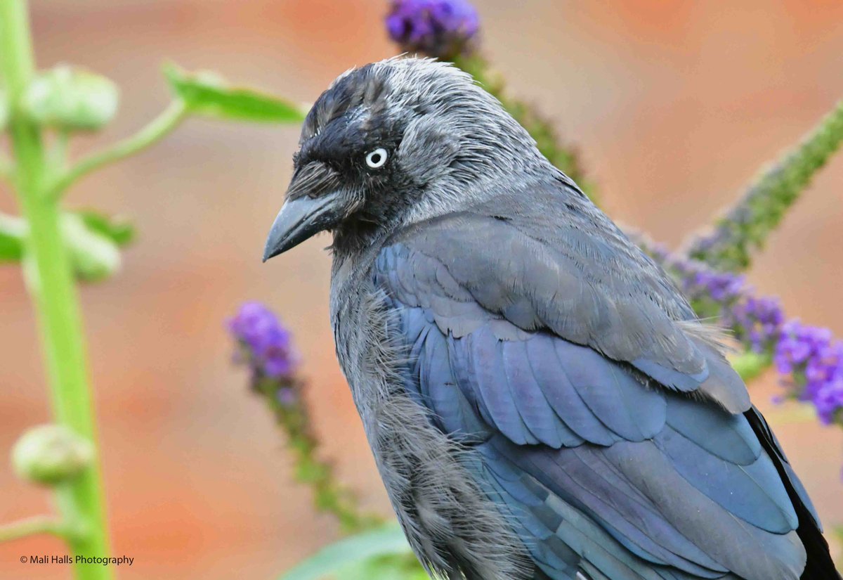 MaliHalls's tweet image. #Jackdaw.

#Morning #Tweeps, I hope your #day is #good...We have #sunshine here.

#BirdTwitter #Nature #Photography #wildlife #birds #TwitterNatureCommunity #birding #NaturePhotography #birdphotography #WildlifePhotography #Nikon #Sigma