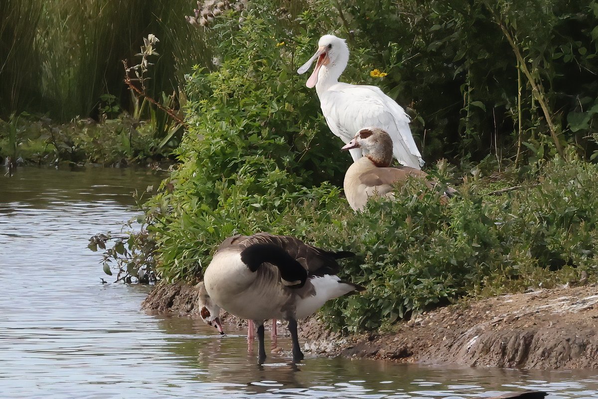 Seymourbirdies's tweet photo. Juvenile Spoonbill just chilling out. https://t.co/wMEIsiq4DP