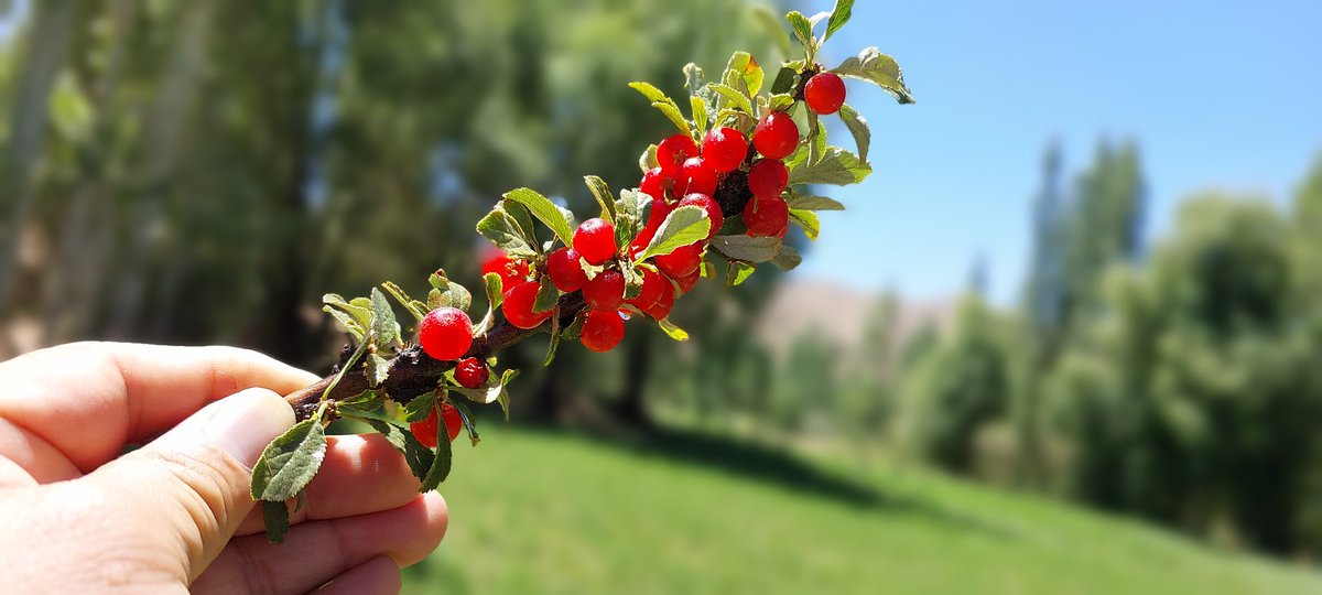 EngAsadsirat's tweet photo. #مالستان https://t.co/Hoiix6bpNf