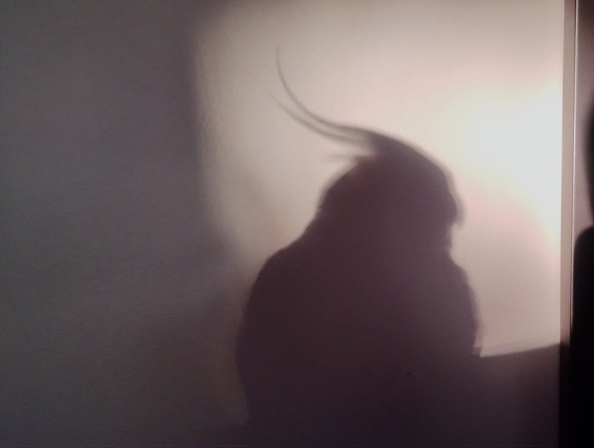 StinkyCockatiel's tweet photo. I am Stinky. https://t.co/qp93jg1bmG