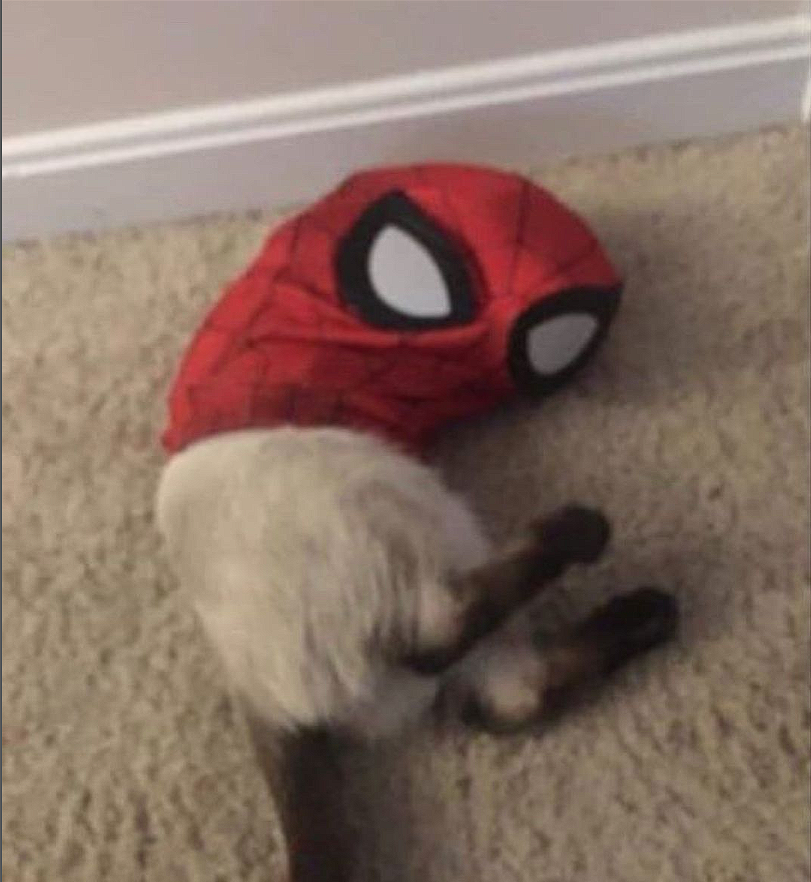 WholesomeMemes tweet media