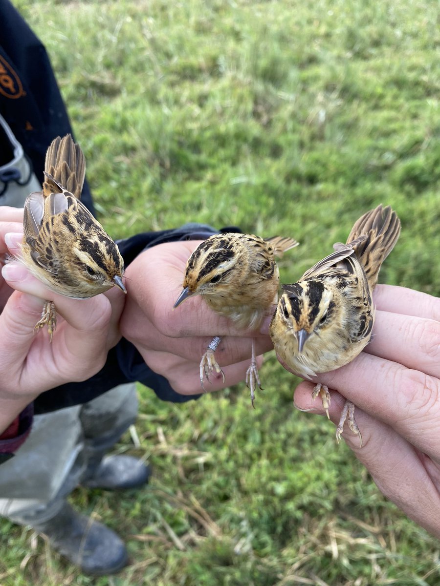 It’s not everyday you get three Aquatic warblers in one net round. #migration