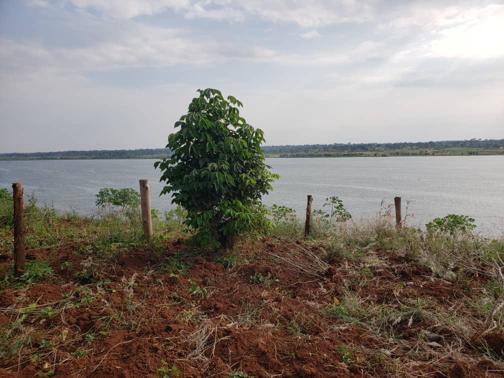 Land for sale 2.5 acres, stretches right to the river 📍 Kalagala Price : 55 Million Uganda Shillings Call/WhatsApp 0703-105-994