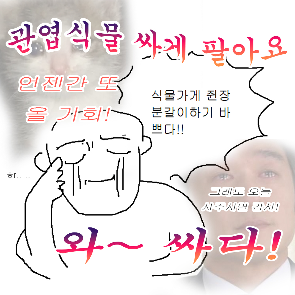 star_0220_'s tweet photo. 관엽식물 또 싸게 판매합니다 ..........!!!!!!!!!!!
사유 : 너무 많음 ....... 빼도 계속 증식해서 줄지 않음 ....... 

3만원 이상 구매 시 칼라데아 비타타를 한포트 넣어드립니다 ~! 

블로그 링크로 오셔서 댓글 주세요 !!
https://t.co/ziJUrXsQOs

RT해주시면 감사합니다 넙죽넙죽.. 🥹 https://t.co/NoB5vZAbaH
