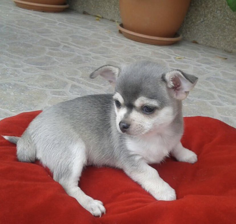 ElYumas_'s tweet photo. Hola pancho, solo quiero decirte que has sido el mejor perro del mundo y que ninguno de nosotros te olvidaremos.

Siento no haber podido estar cuando más lo necesitabas, tú siempre lo hiciste.

Te amo pancho 💔 https://t.co/SHwURnua6U