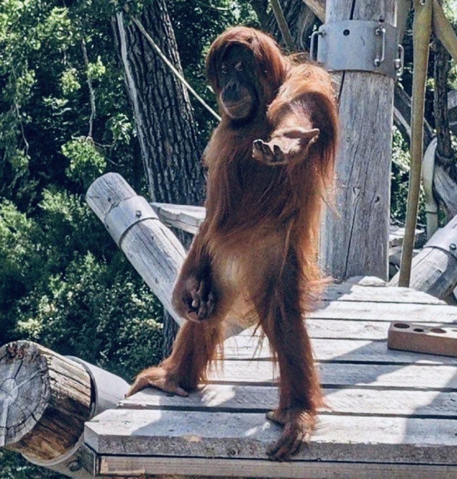 Iam_MrChulo's tweet photo. Me- patiently waiting for $5k #Sei Airdrop today when I didn’t do any real task apart from staking my last $50 on #Binance 

Staking boiz geng shiii😎

GM 🐳👑 https://t.co/GkWwSzUqLc