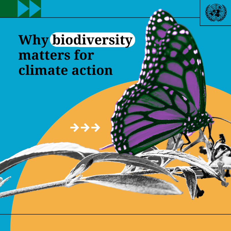 UNEP's tweet photo. Biological diversity remains our strongest natural defence against #ClimateChange.

Find out what @UN is doing to tackle the causes of biodiversity loss worldwide.