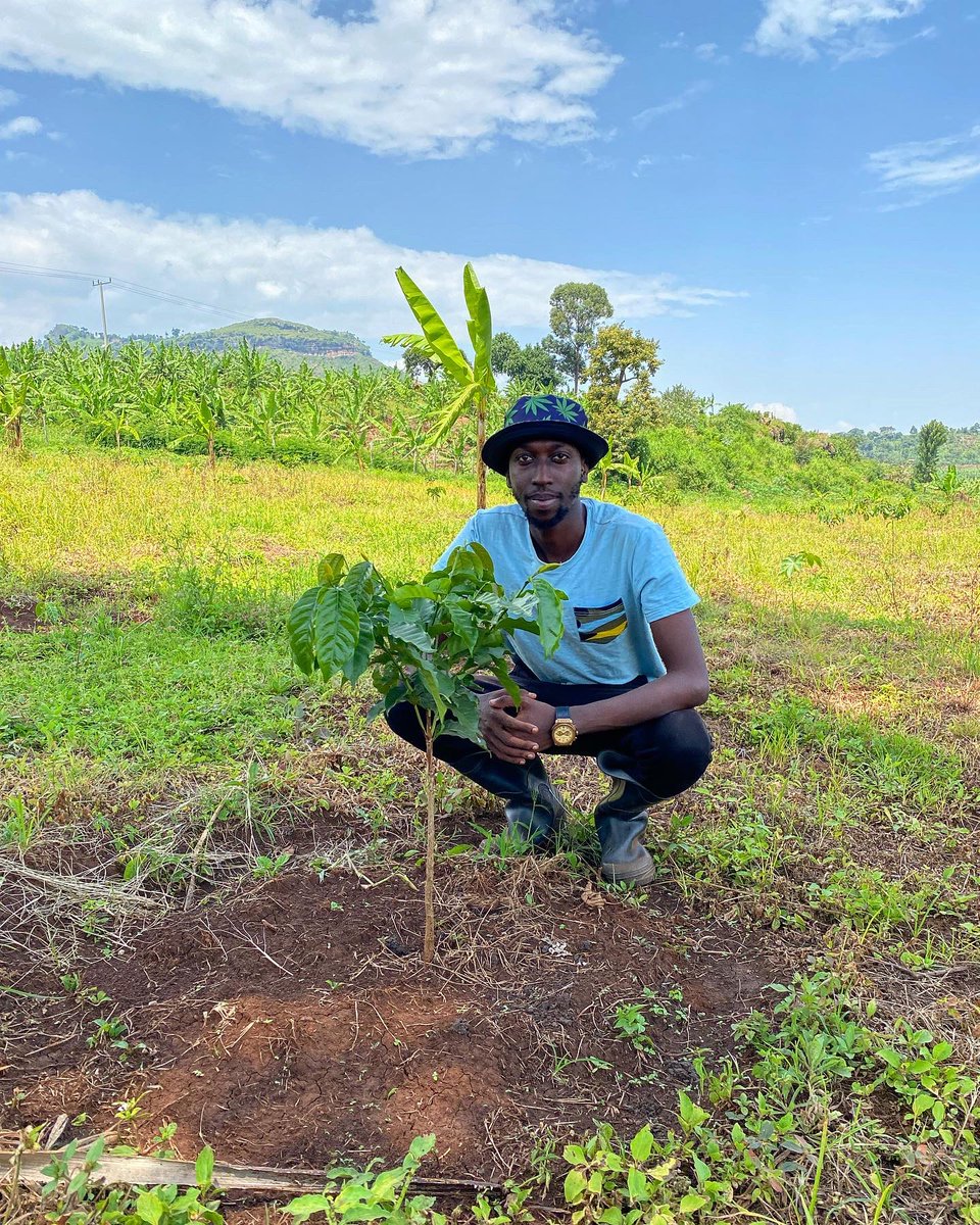 One year farming coffee in the Elgons,this are my takes!🧑‍🌾☕️

1. Water Management: At early stages coffee requires a lot of water,if you plan to plant on large scale,invest in an irrigation system before anything else!
⏬

Day 1.                                          Day 365