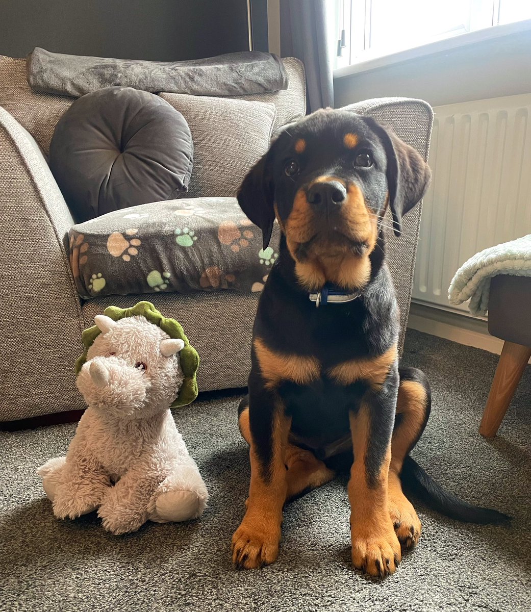 tashfenlon's tweet photo. Baby Denzels getting big - 3.5months 🐾🦖💙 https://t.co/fwjqK7z0i2