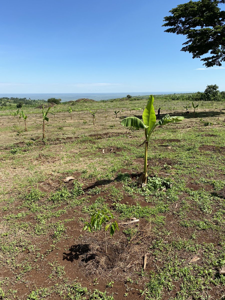 8. Suitable growing conditions: Coffee plants thrive in specific conditions. Optimal temperature ranges from 60-70°F (15-24°C), with consistent rainfall and well-drained soil. Choose a location with the necessary altitude and microclimate suitable for coffee cultivation.