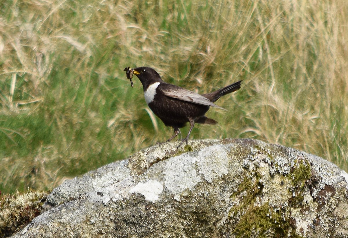 Defying the odds, a pair of ring ouzels (mountain blackbirds) successfully bred on Dartmoor this year. Once widespread on the moor, numbers fell to one breeding pair by 2021, with none last year. (Photo: 2023 male with food) #Dartmoor @RSPBEngland @RSPBScience @_BTO @dartmoornpa