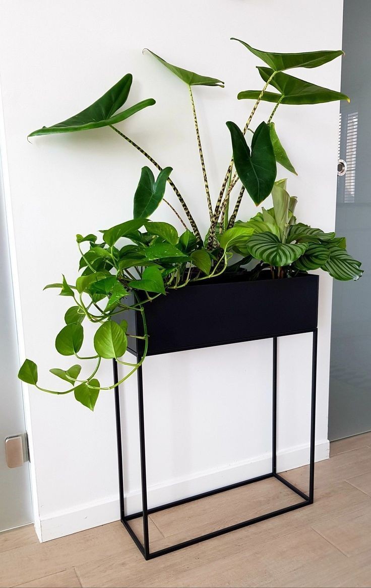 woodsandmetals's tweet photo. Plants bring life to your living space, our plant holders start from R450, designs and dimensions custom to your space. 🖤💚 https://t.co/uV2RpKExck