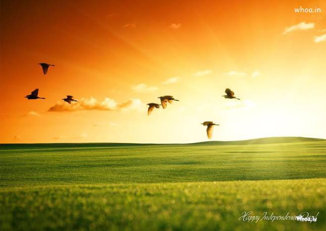 Pic says all, no caption required #HappyIndependenceDay2023 
#nature
#saveplanet