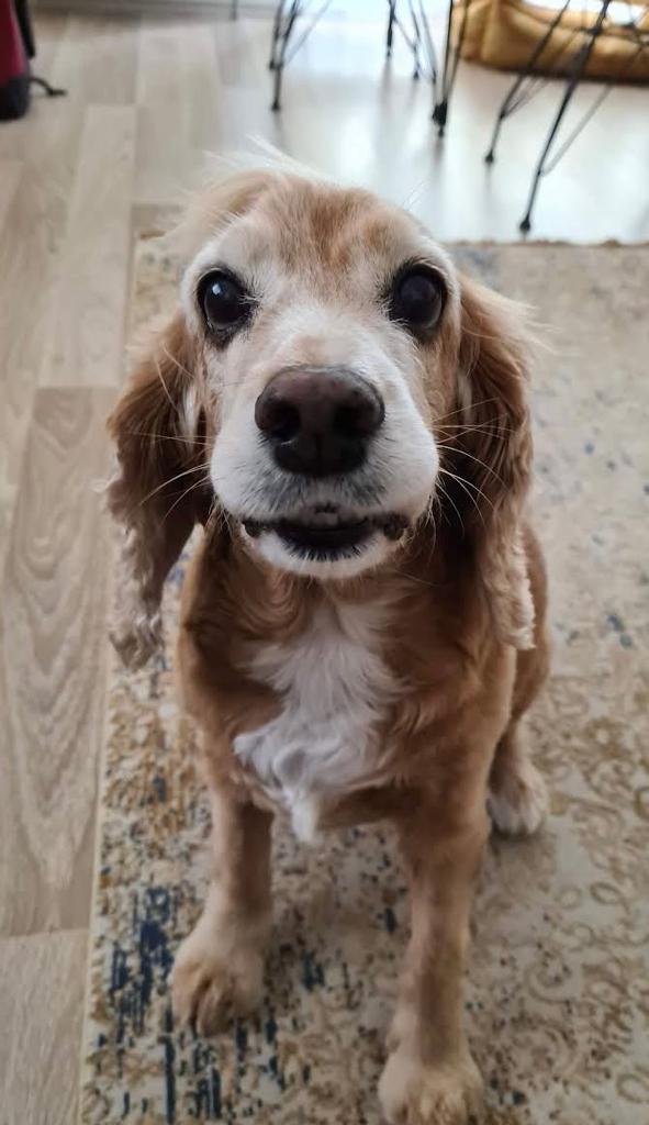 kahve sever tweet media