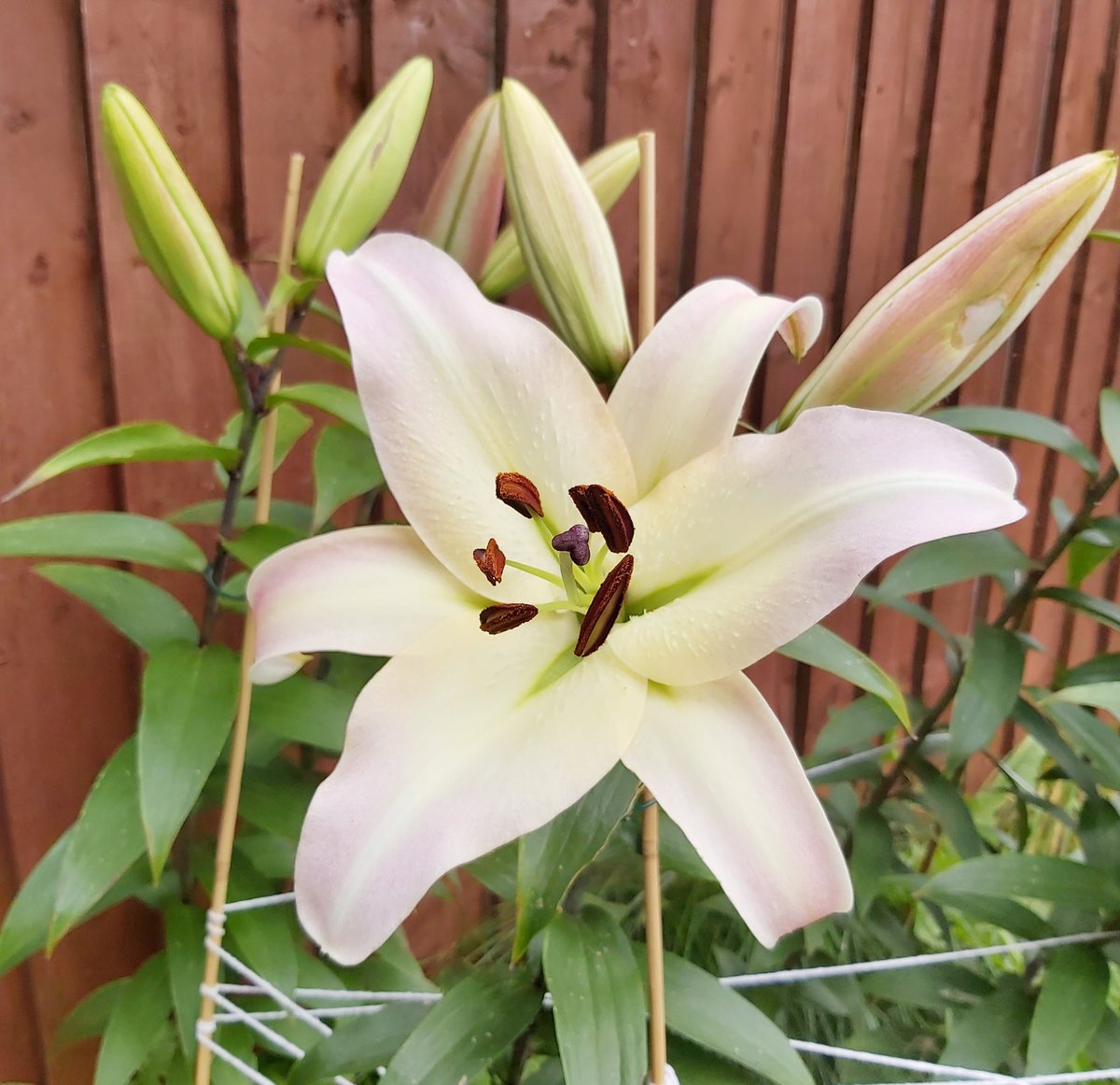 “Like the Lily, life can be full of surprises and unexpected turns, but it is up to us to embrace the challenges and find the beauty in the journey.”

#lilytree #blooming #august2023