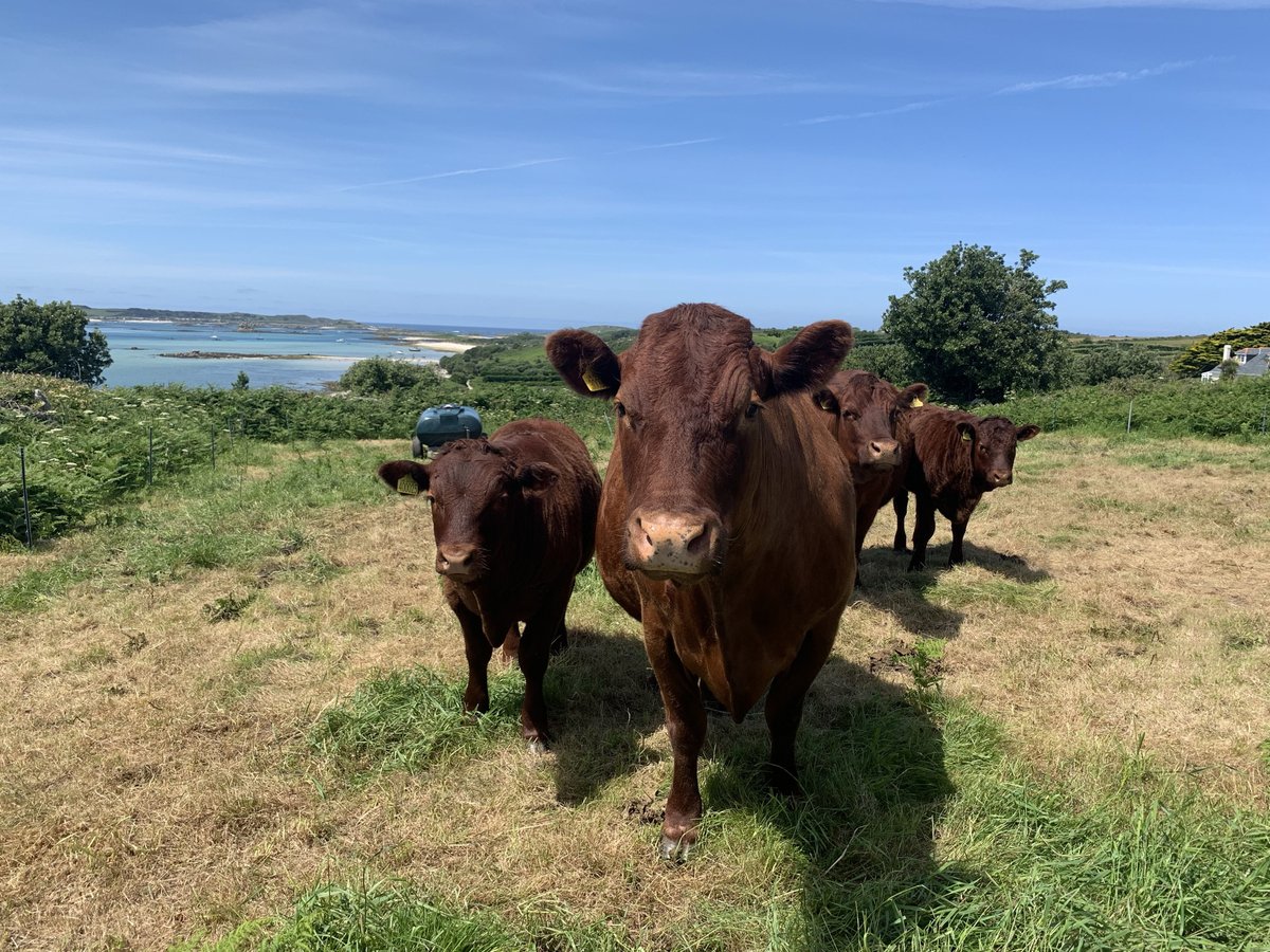 Our cows are grazed on our farmland and on land managed by the Isles of Scilly Wildlife Trust. They help to fertilise our fields and help to keep the gorse, bracken &amp; other invasive species under control, increasing biodiversity.
Find out more here: scillycow.co.uk