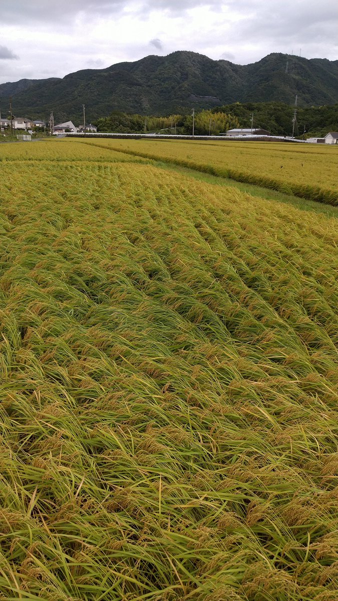 田んぼを見てきたら、ちょっと倒れてました