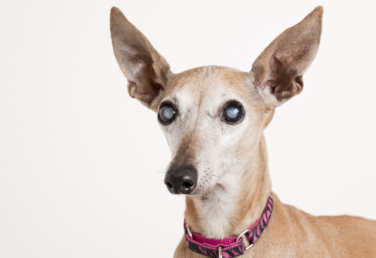 FamDogProject's tweet photo. This study explored owners' reactions, support strategies, and canine adaptations to adult-onset blindness, revealing that most owners actively aided their dogs' adaptation with tools and techniques, leading to improved well-being and independence.

https://t.co/iM9Rq3kxYL https://t.co/2VVnJ3uLc9