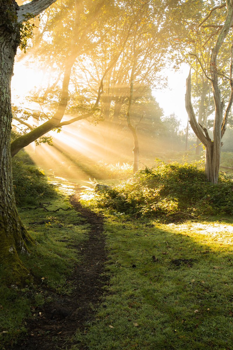 Matt_Pinner's tweet photo. If you had to pick one photo from todays sunrise which image would be your favourite?  #NewForest https://t.co/tPfDhrZw13