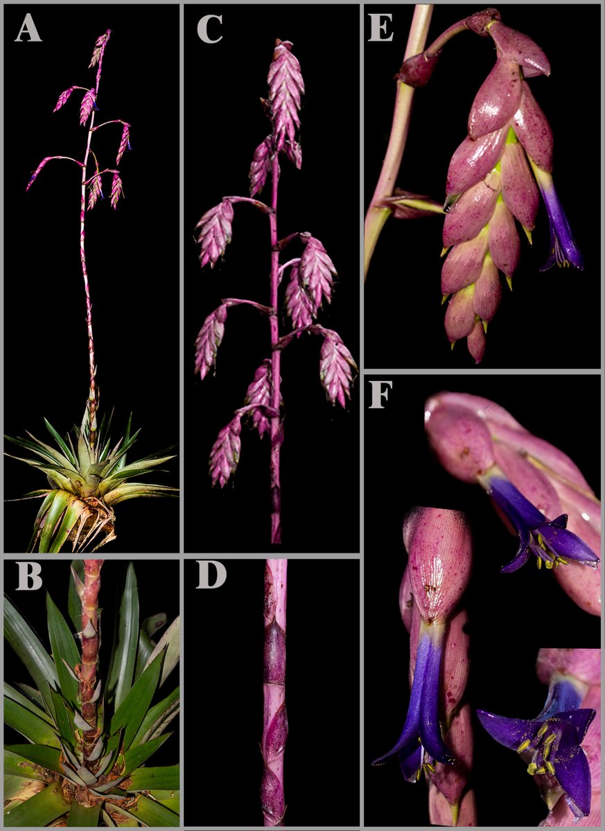JaguirreSant's tweet photo. Les presento a Tillandsia chingacensis, una nueva especie de la zona de influencia del #PNNChingaza descubierta durante una de las expediciones #ColombiaBIO. Gracias a @ICNUNAL @ParquesColombia y @inst_humboldt por el apoyo. Acá encuentran la publicación: https://t.co/ZWiStCnnIg https://t.co/Ik1A9tgrux