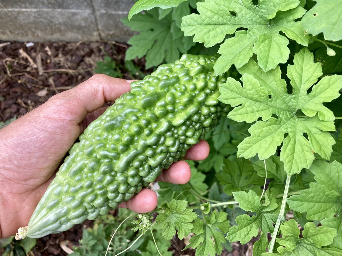 Englishimpact's tweet photo. These Beautiful Hands (holding bitter melon - ゴーヤ）🙌🏻 https://t.co/FfuMMQdD9M #富山 #富山市 #英語 #英会話 #英語の勉強 #英語勉強 #オンライン英会話ンライン英会話 #studyenglish #studyenglishonline #speakenglish #handmodel #handmodeling #instahandmodel #手のモデル #twinglish https://t.co/D60ICQK92x