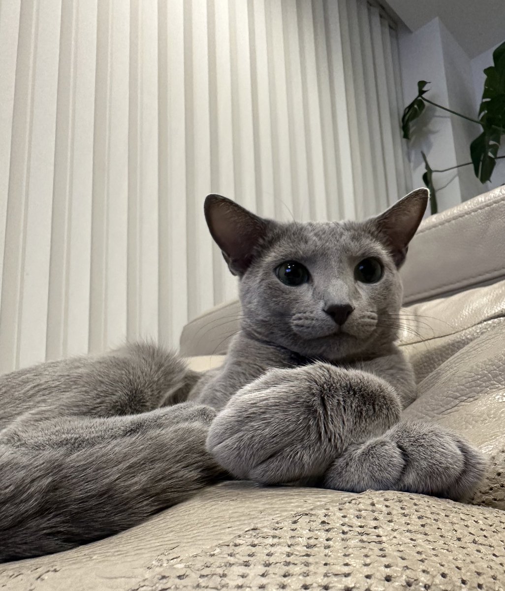 「毛がふわふわ＝暑い」ってわけでもないんだ。猫の秘密♡
#russianblue
#猫
#ネコ