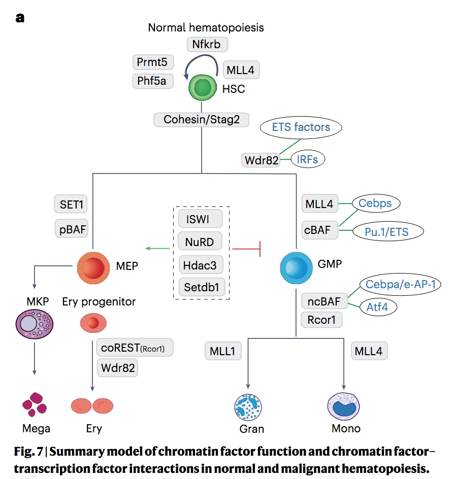 Mildner Lab (@mildnerlab) on Twitter photo Not only transcription factors regulate differentiation: <a href="/Davidlarastiaso/">David Lara-Astiaso</a> and colleagues show in this CRISPR-screen masterpiece <a href="/NatureGenet/">Nature Genetics</a> that chromatin factors are crucially involved in normal and malignant hematopoiesis.
nature.com/articles/s4158… Not only transcription factors regulate differentiation: <a href="/Davidlarastiaso/">David Lara-Astiaso</a> and colleagues show in this CRISPR-screen masterpiece <a href="/NatureGenet/">Nature Genetics</a> that chromatin factors are crucially involved in normal and malignant hematopoiesis.
nature.com/articles/s4158…