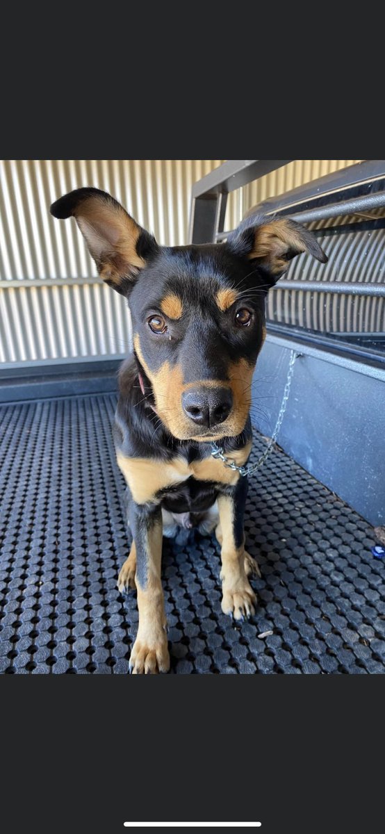 Eddie Rickard tweet media