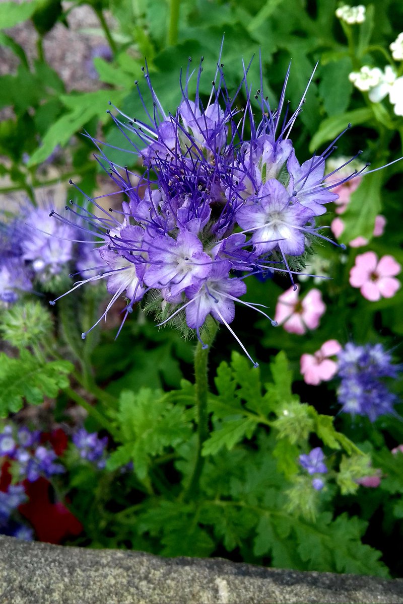 Lacy Phacelia or blue tansy, for #TuesdayBlue #gardening #wildflowers