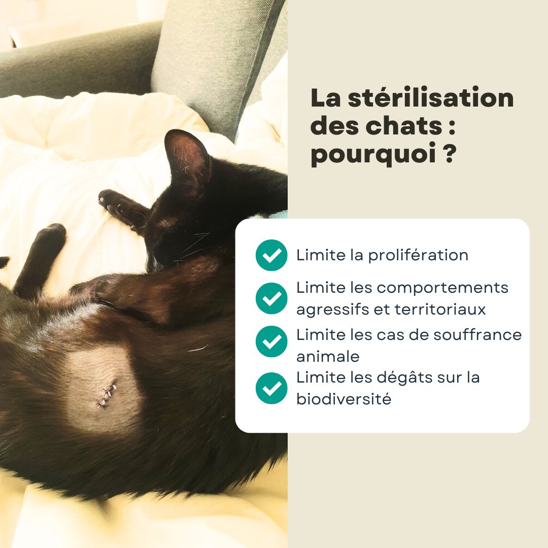 CapucineFedrigo's tweet photo. Bonjour à tous. Pendant l'été la prolifération des chats se poursuit. Il est encore temps de vous proposer un petit #thread sur la #stérilisation des chats !!
#chats #causeanimale #protection #prévention #stopabandon https://t.co/zvyym2KOTH