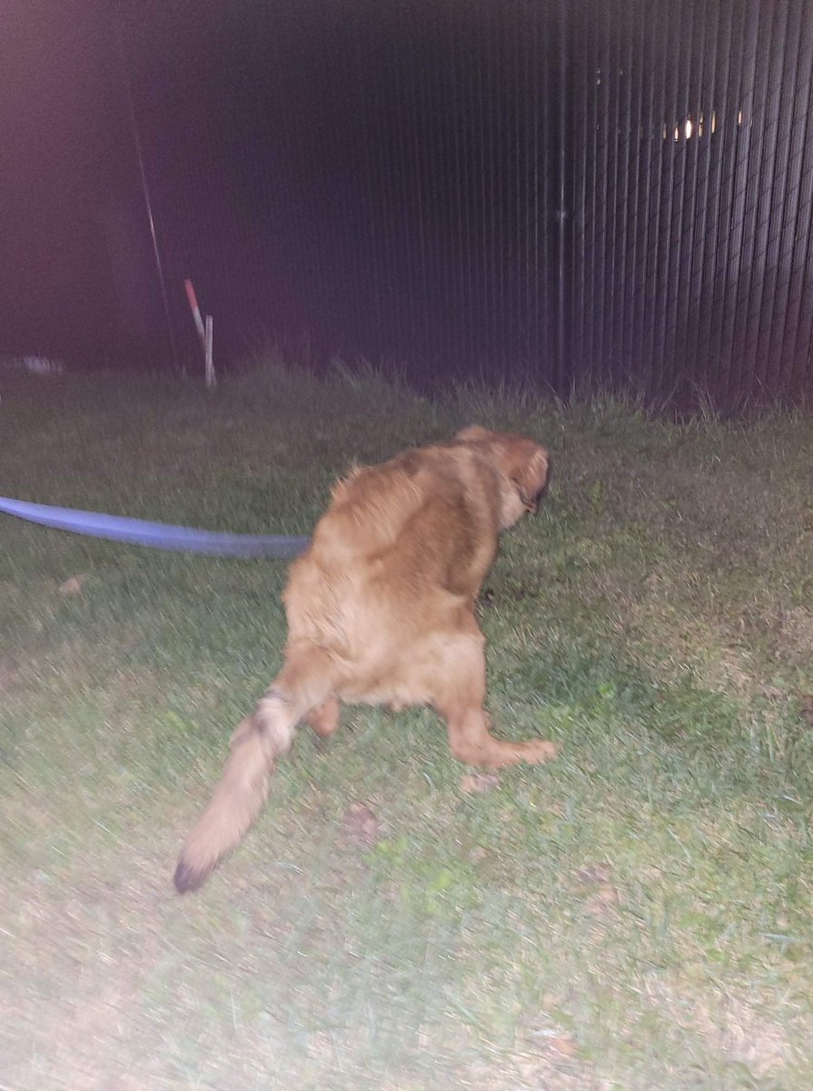 Matt🦖 tweet media