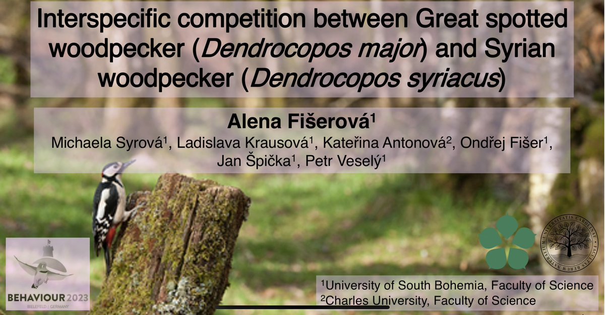 I am very much looking forward to giving my first talk at the <a href="/2023Behaviour/">Behaviour 2023</a> international conference 🤩 on woodpeckers and their interspecific interactions 🐦. Don't worry, it will be all about #Food and #AngryBirds! Please come to Hall 5 on Wednesday at 5:20 pm. #Behaviour2023