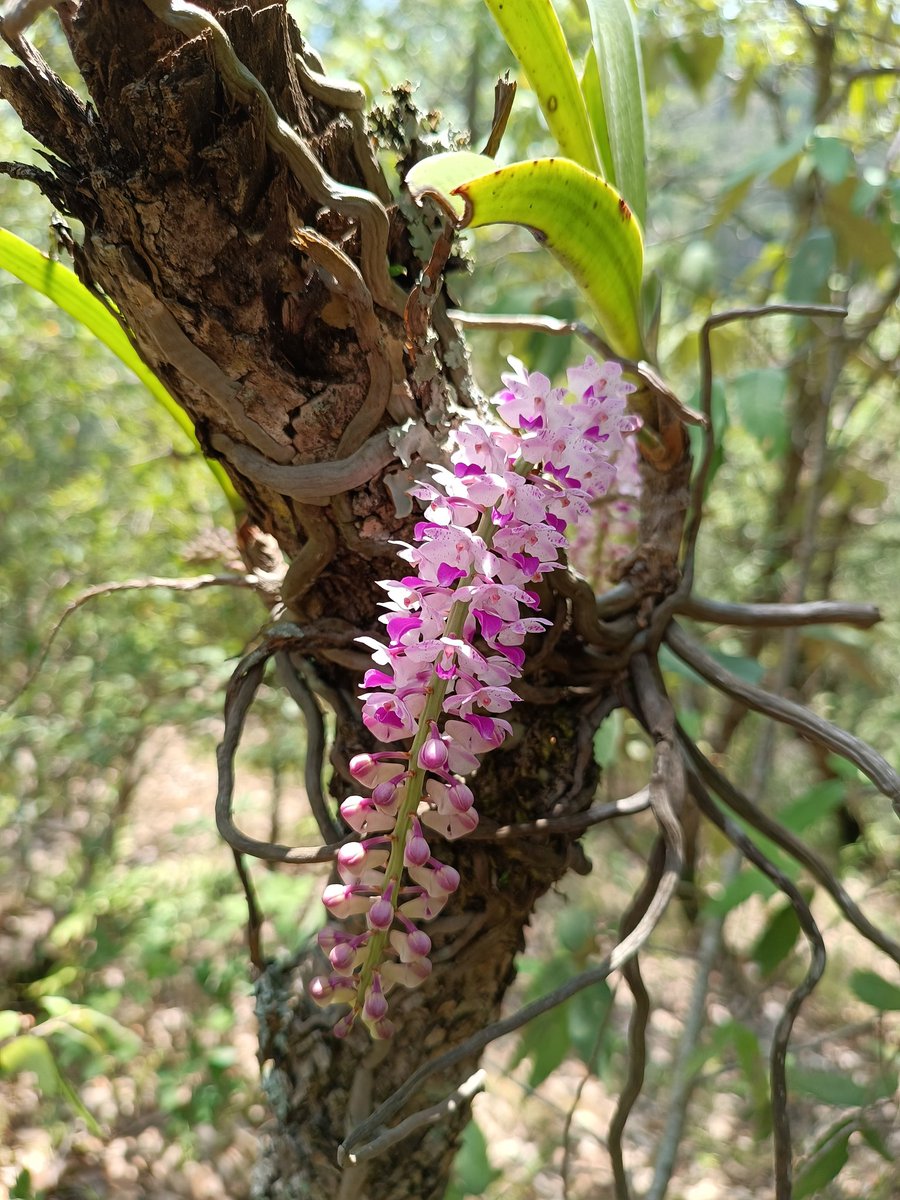 sankuchy's tweet photo. #FoxtailOrchids -- the one on the left is from a forest in Rolpa while the one on the right is from a house in Kathmandu. Is it ethical to domesticate orchids? What's your take on this? #EverydayNepal https://t.co/EB7qo7xUaS
