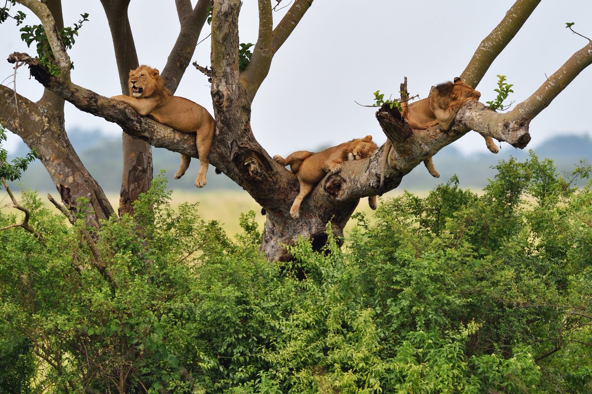 luxtrippers's tweet photo. From elephants to tree-climbing lions, Queen Elizabeth National Park is a symphony of life and nature's grandest stage. ππ³
#SafariSpectacle #WildlifeOdyssey #UgandaExpedition https://t.co/ttvdQhgO3u