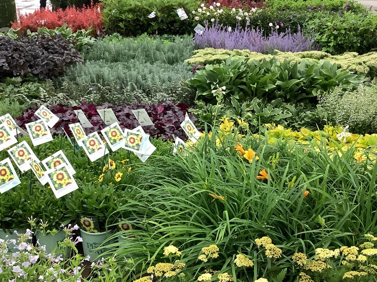 willowayplants's tweet photo. Walk the dock and nursery with me. Great color shipping for your garden today to garden centers.

https://t.co/R9Yj5Z2Fbo https://t.co/EfGWPrHP38