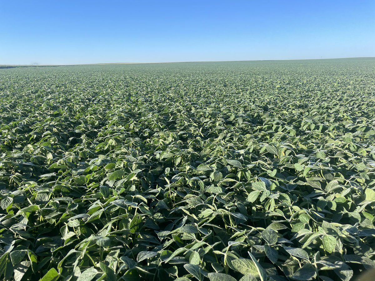 hansonfarms's tweet photo. @PioneerSeeds A series P25A16E.  E3 system at work. The goal, no weeds and high yield. On track for both. https://t.co/EEE9OI3E0y
