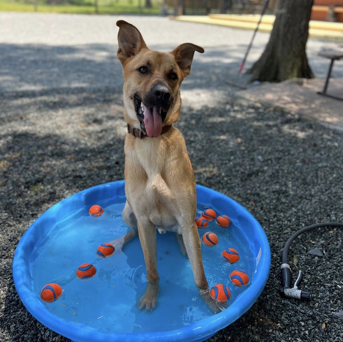 Happy #NationalRelaxationDay from Charlie Mike! Today, make sure to stop and smell the roses. 🌹 And take it easy. Like Ponzu. He will be observing the holiday in his personal pool. 🐶💦 Be like Ponzu. #Adopt #Dogs #DogRescue #BattleBuddies #Relax